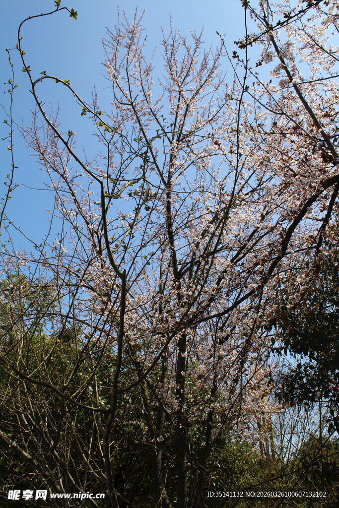 紫叶李花