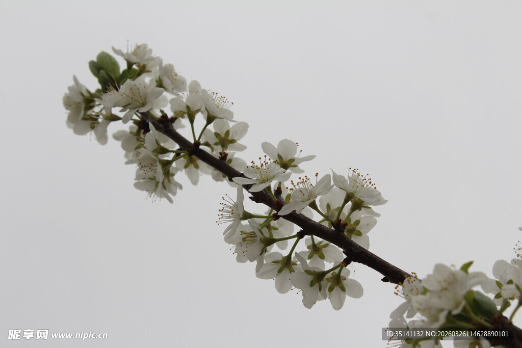 李花