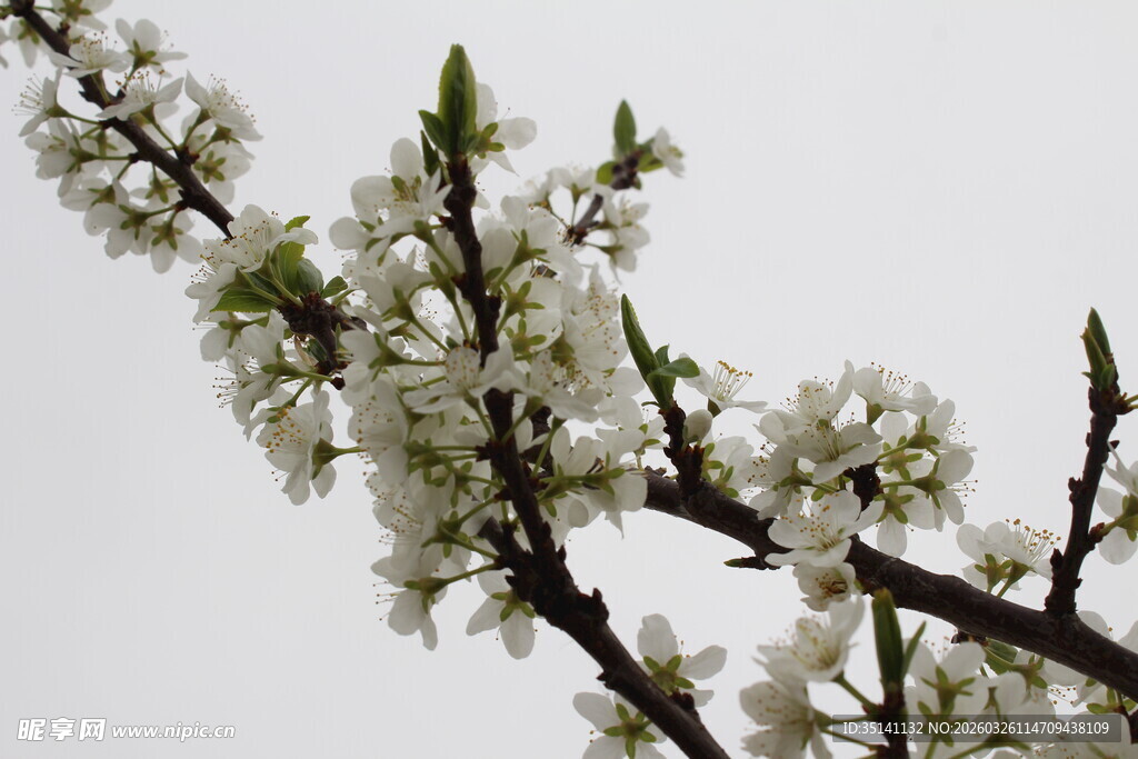 李花