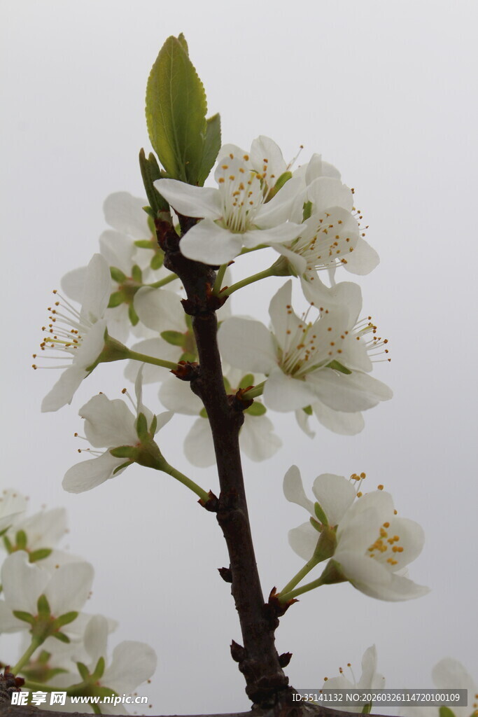 李花