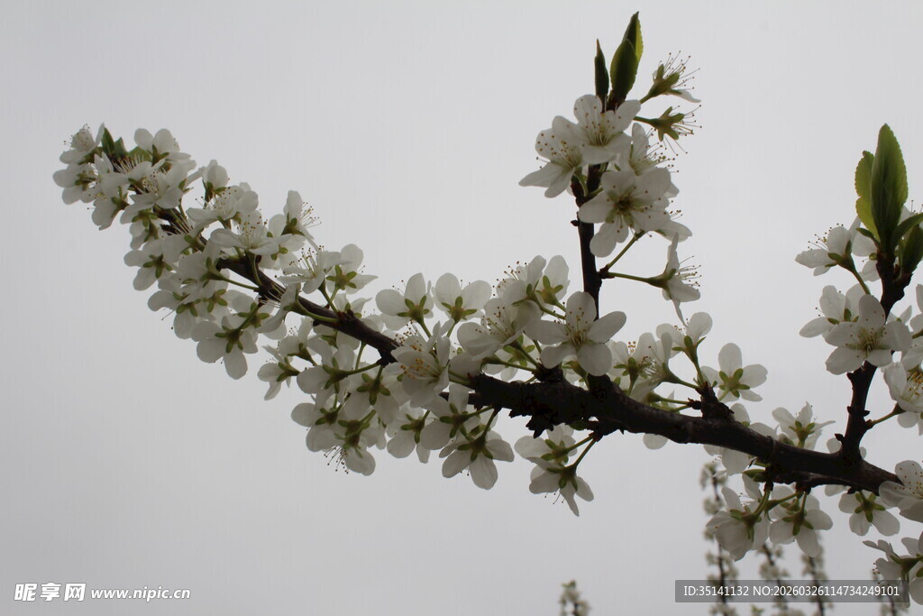 李花
