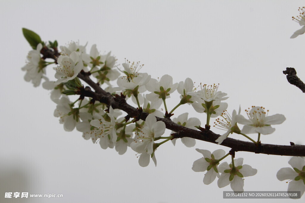 李花