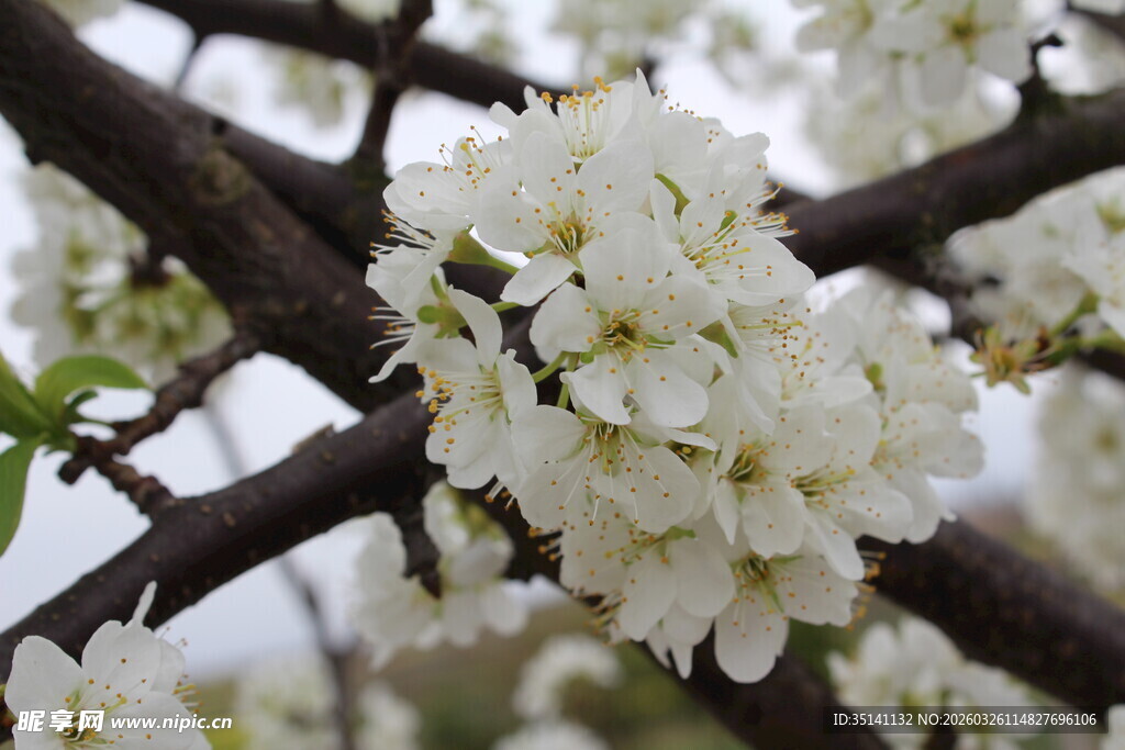 李花