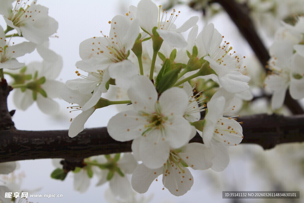 李花