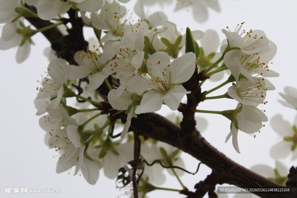 李花