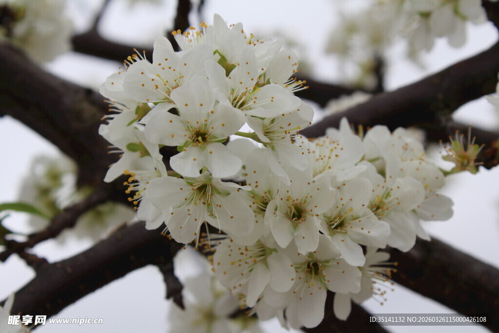 李花