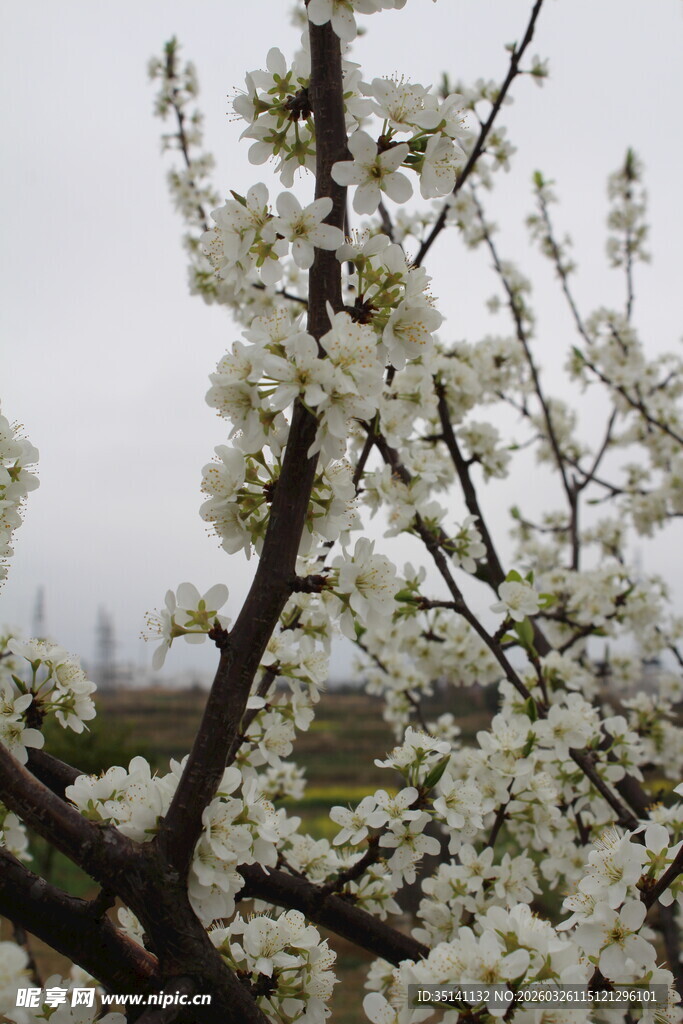 李花