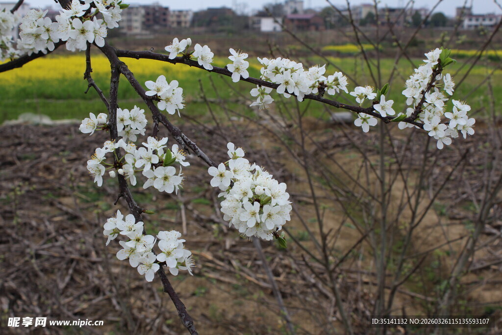 李花