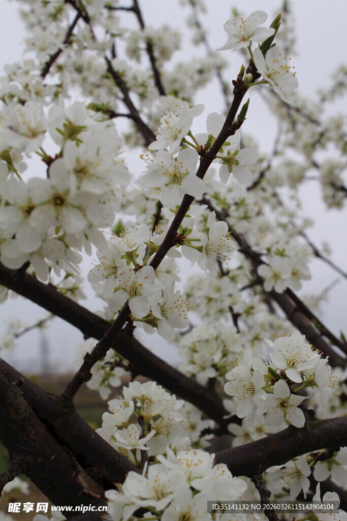 李花