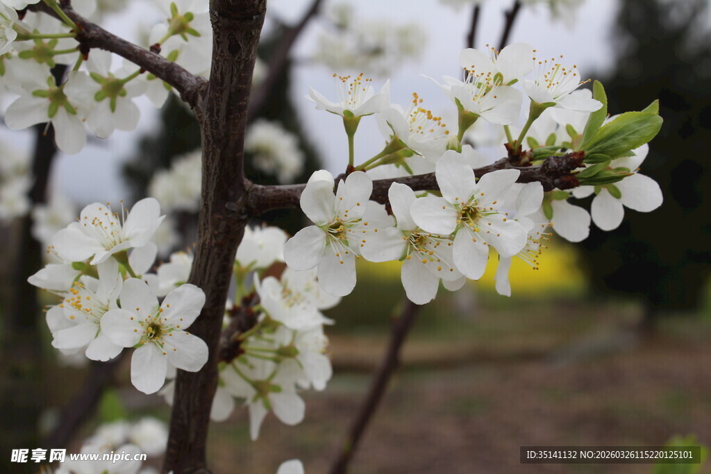 李花