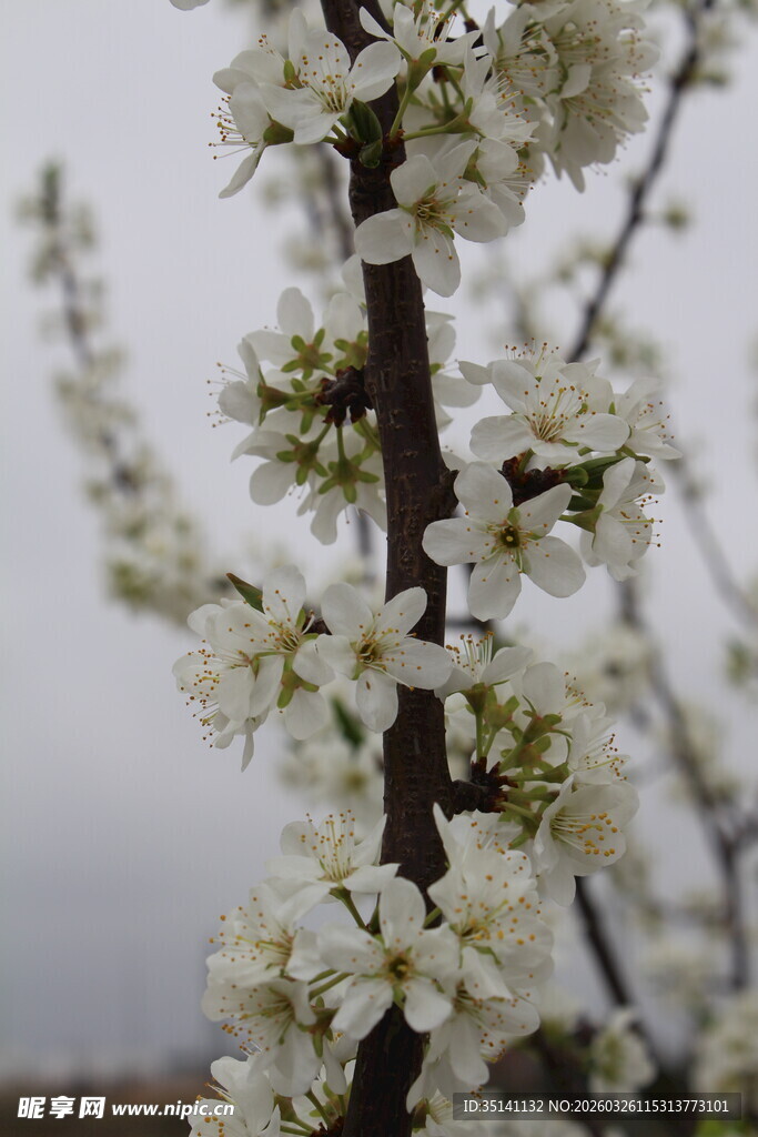 李花
