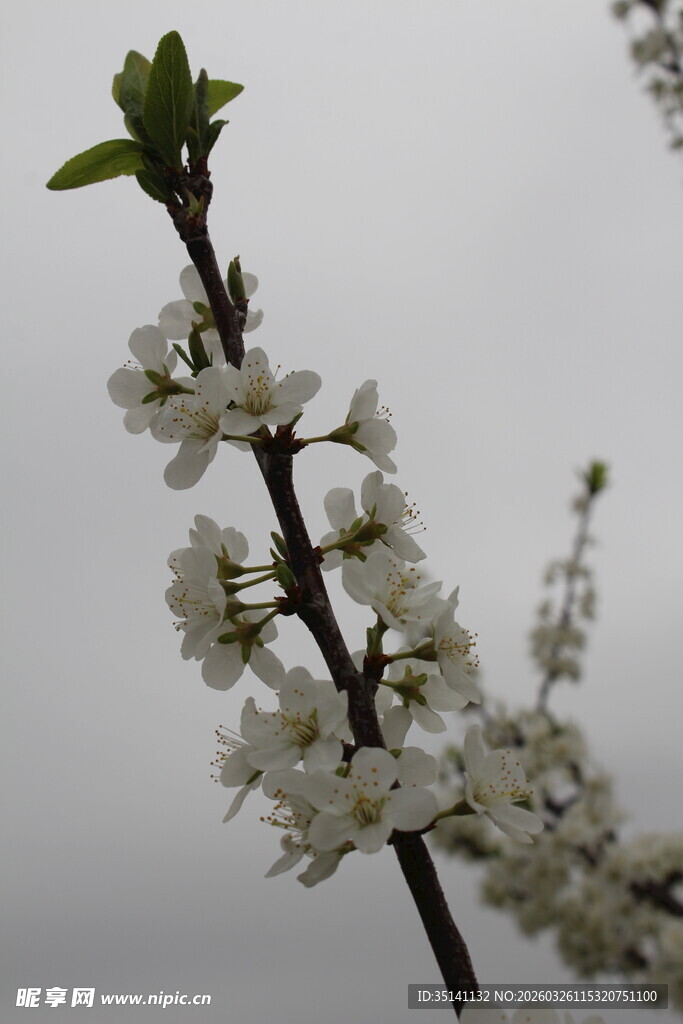 李花