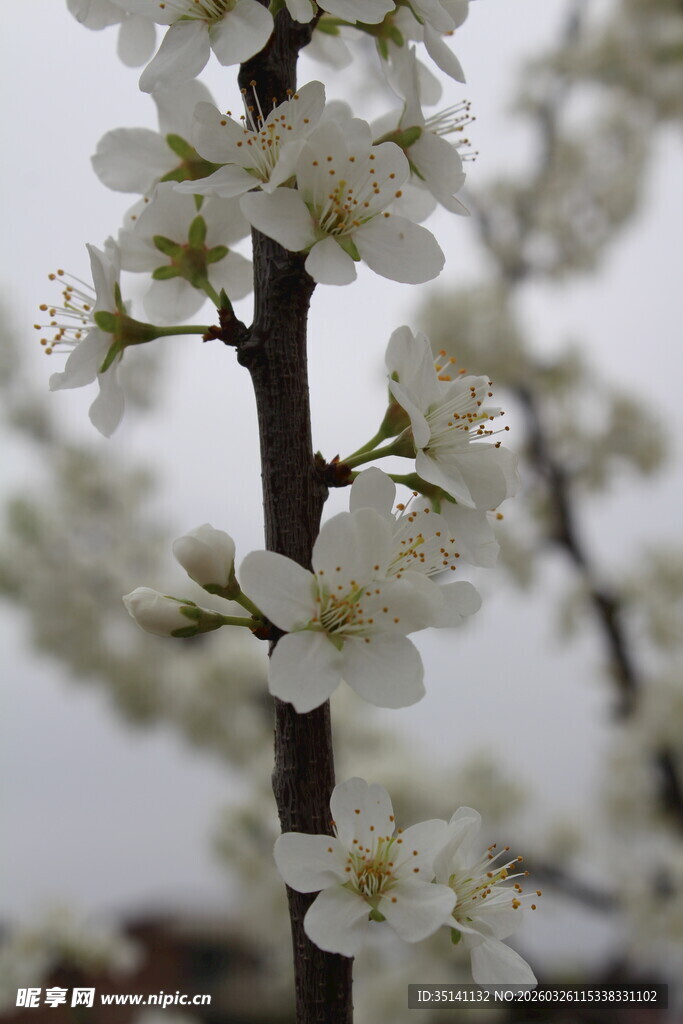 李花