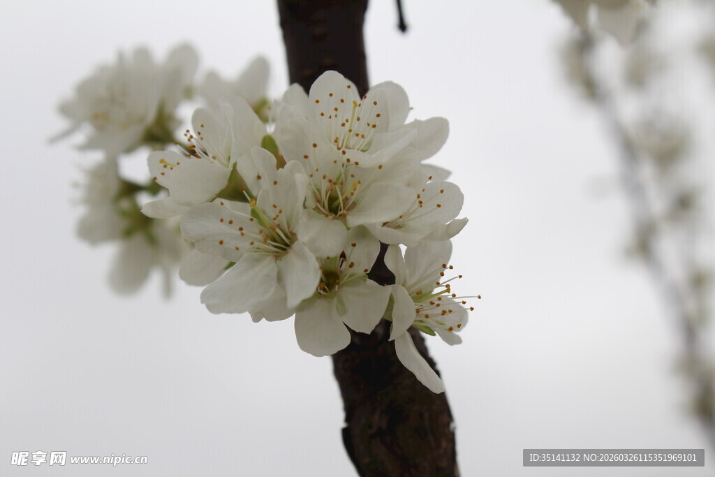 李花