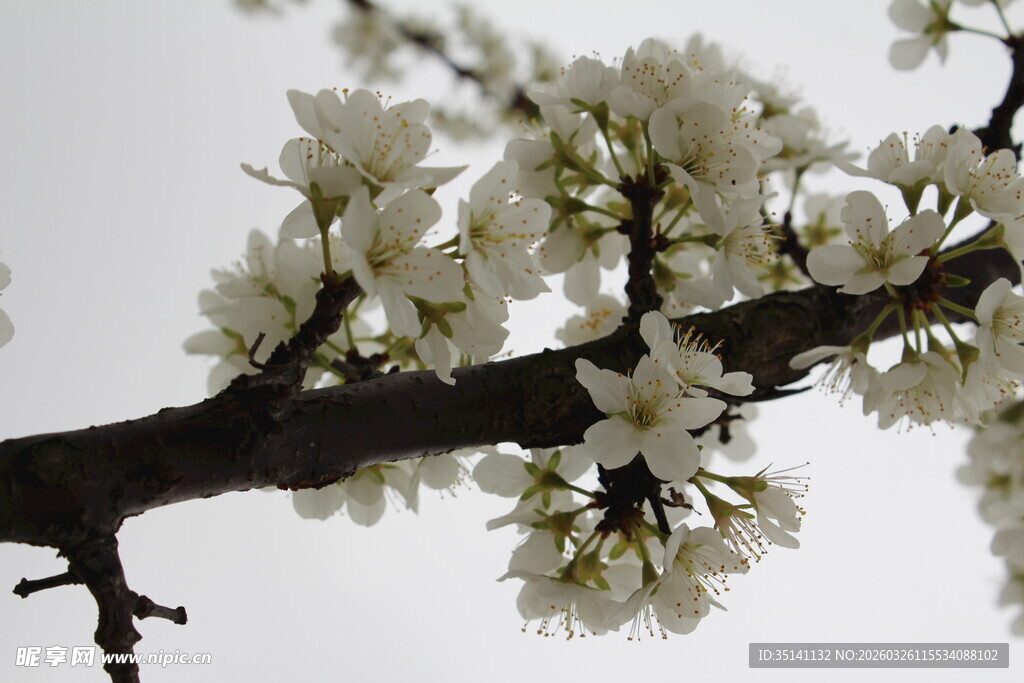 李花