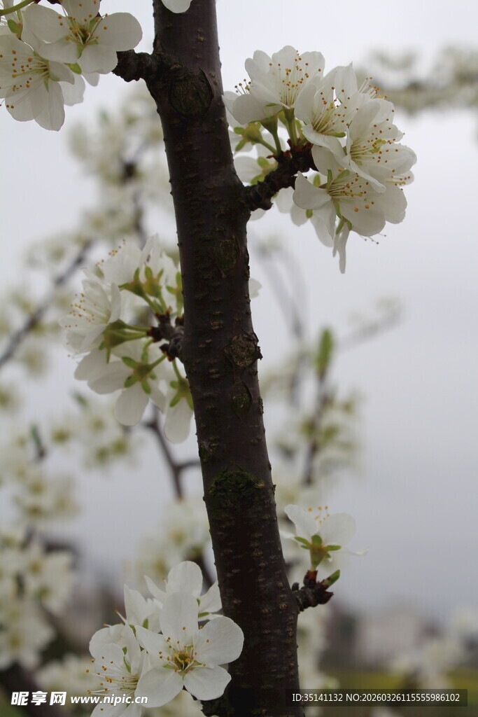 李花