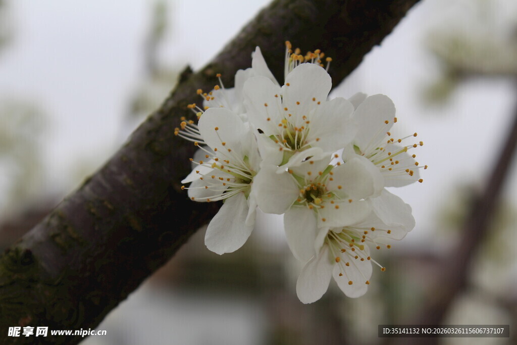 李花