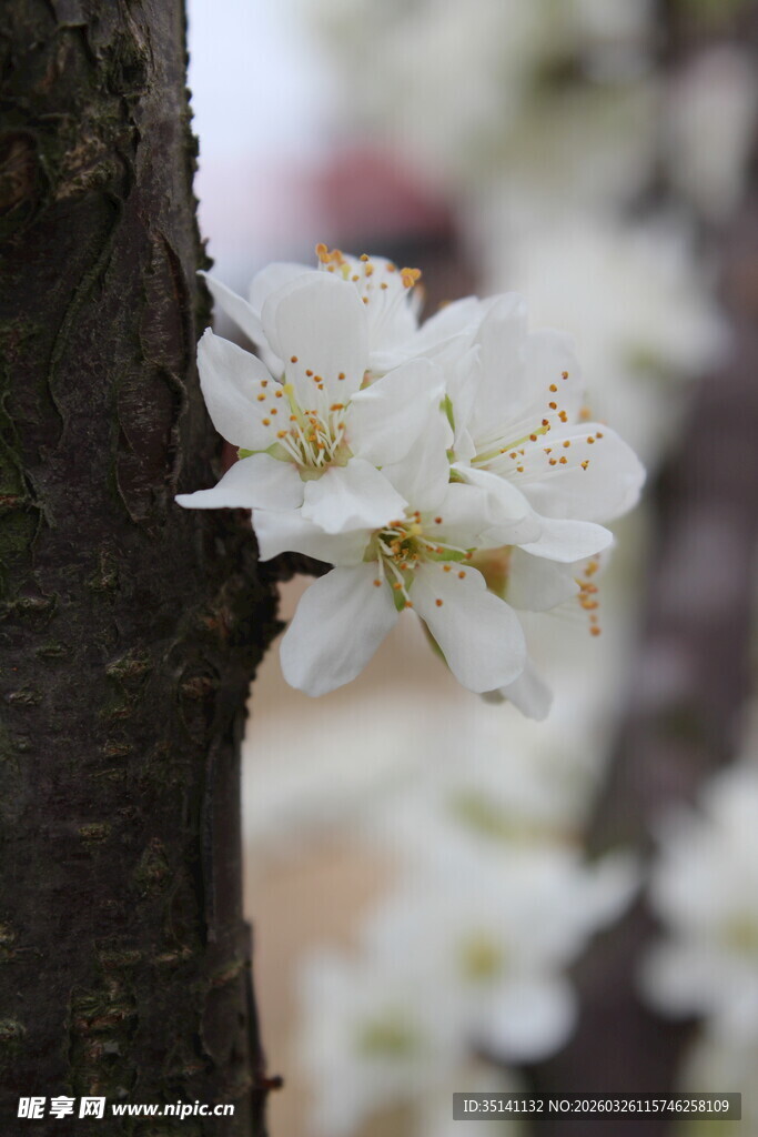 李花