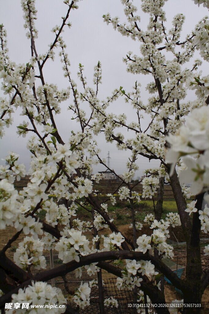 李花