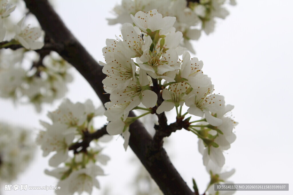 李花