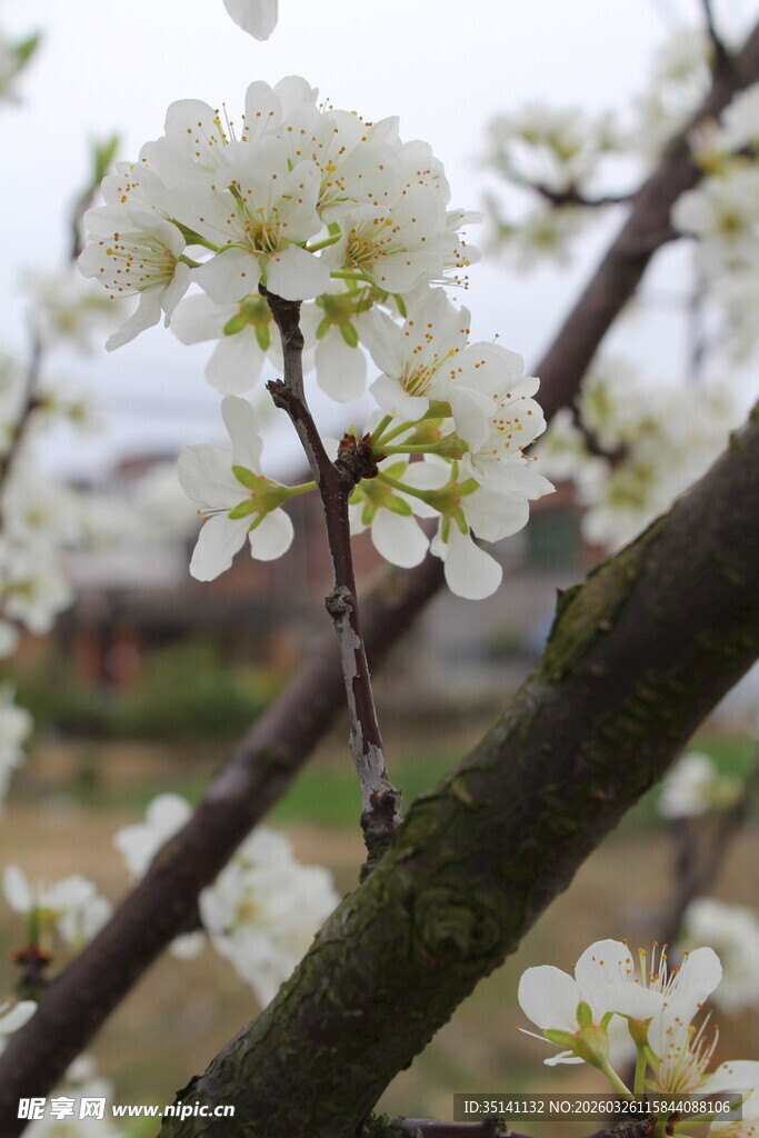 李花