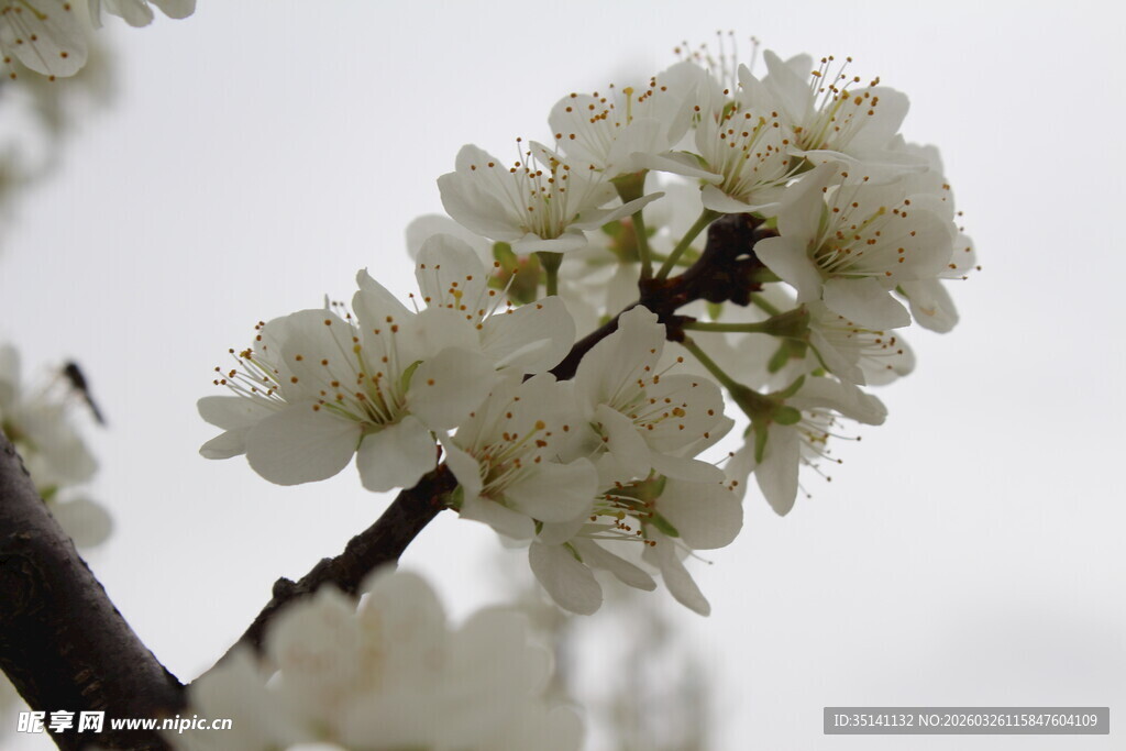 李花