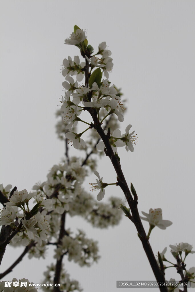 李花