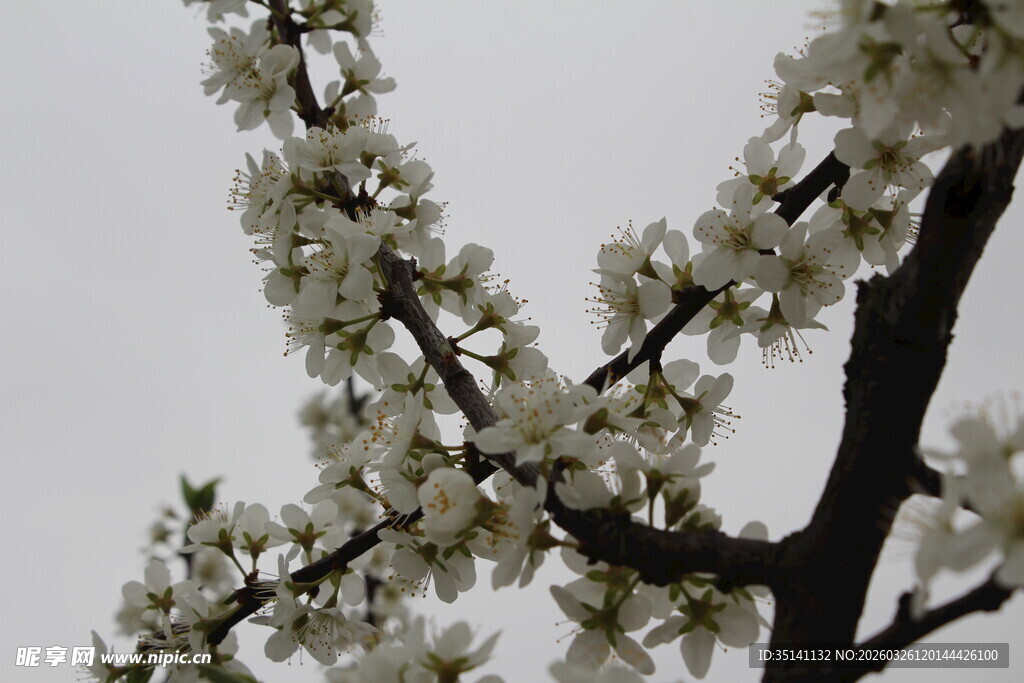李花