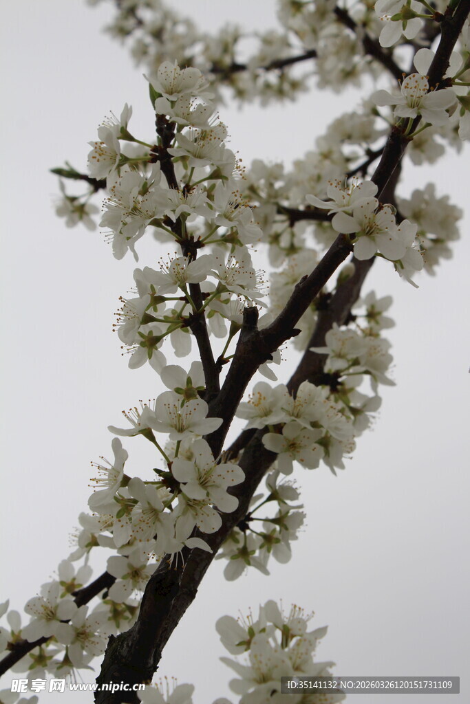 李花