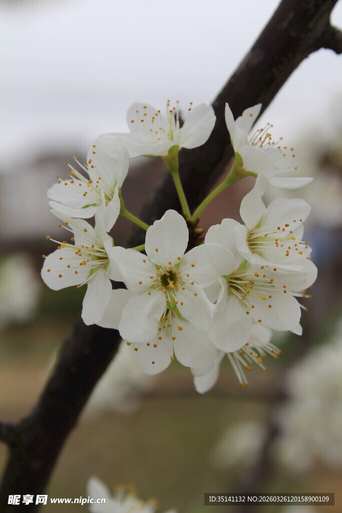 李花