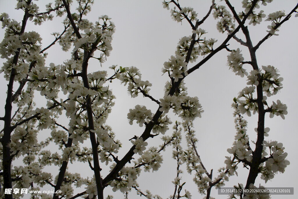李花