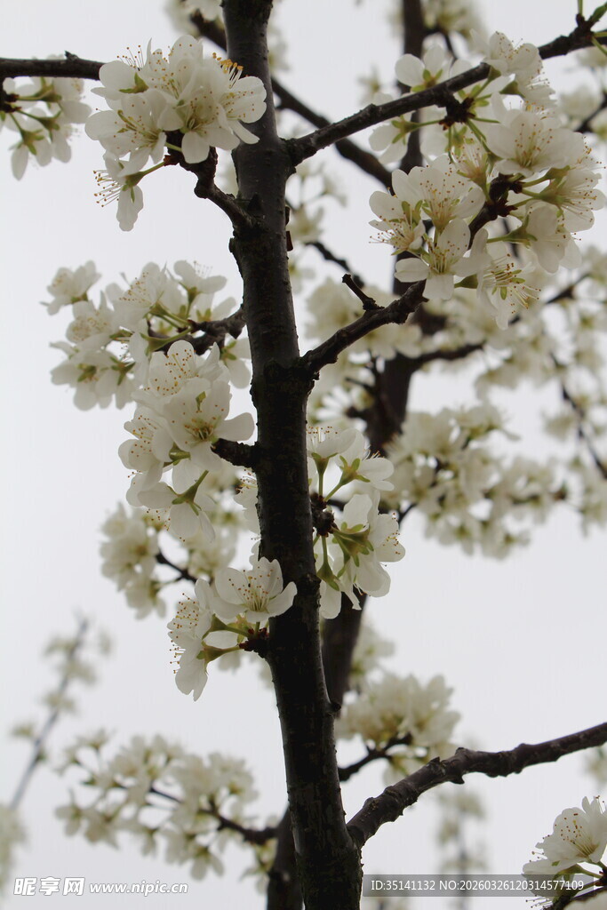 李花