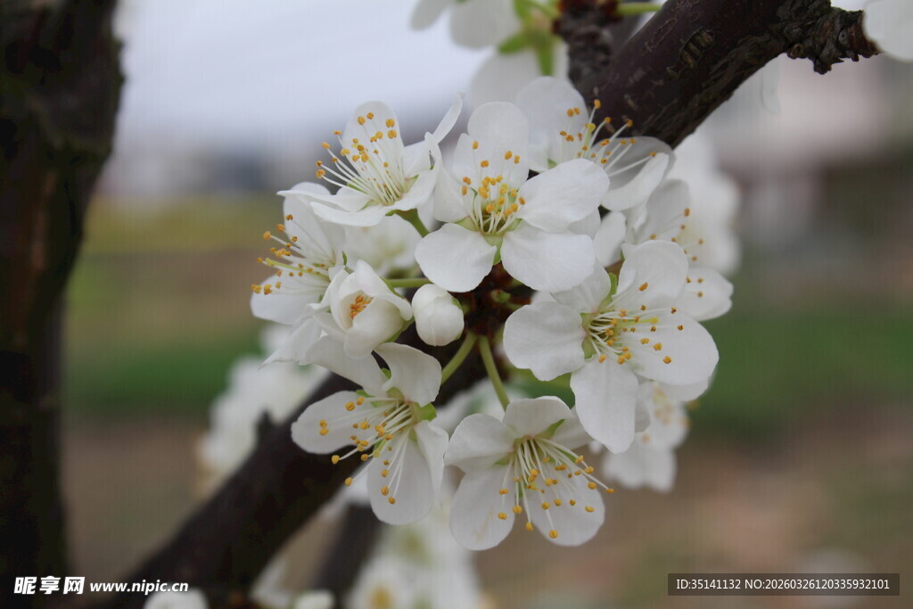 李花