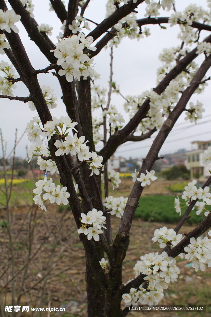 李花