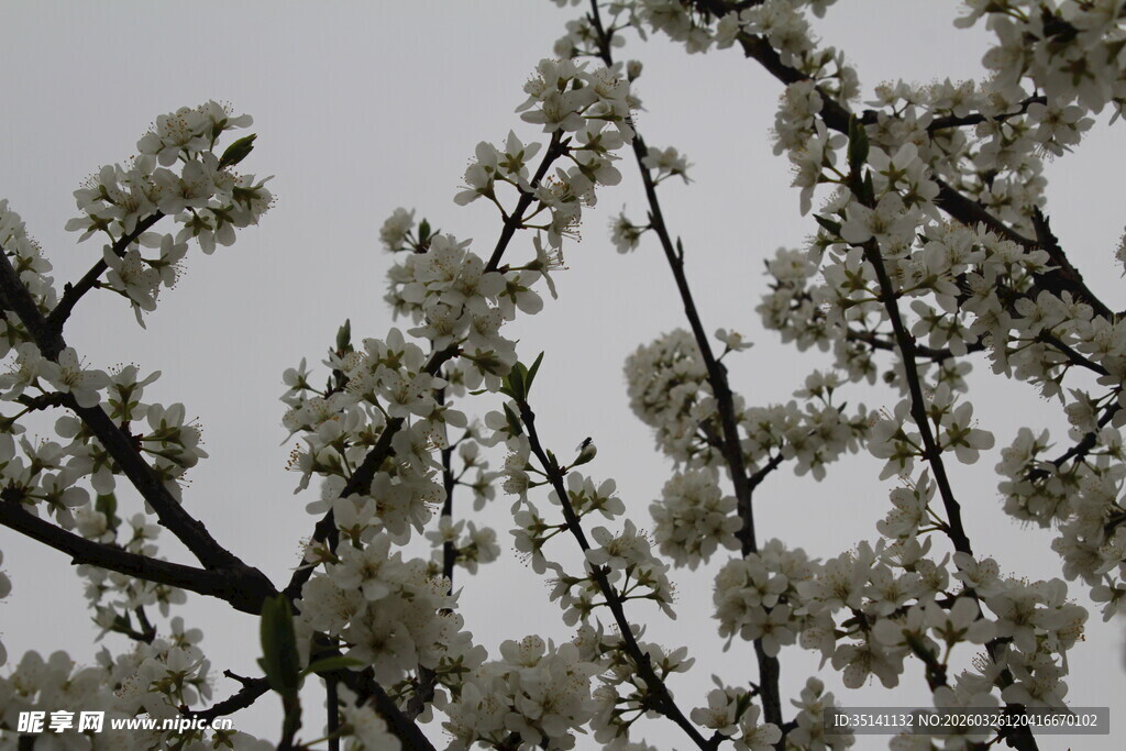 李花