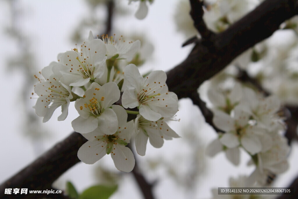 李花