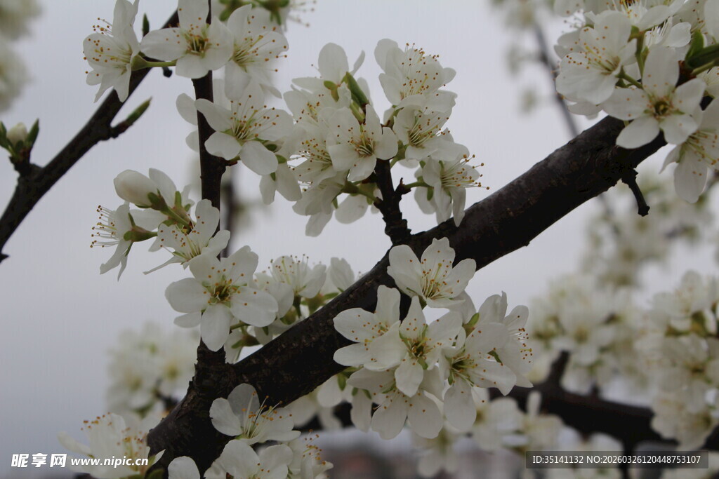 李花