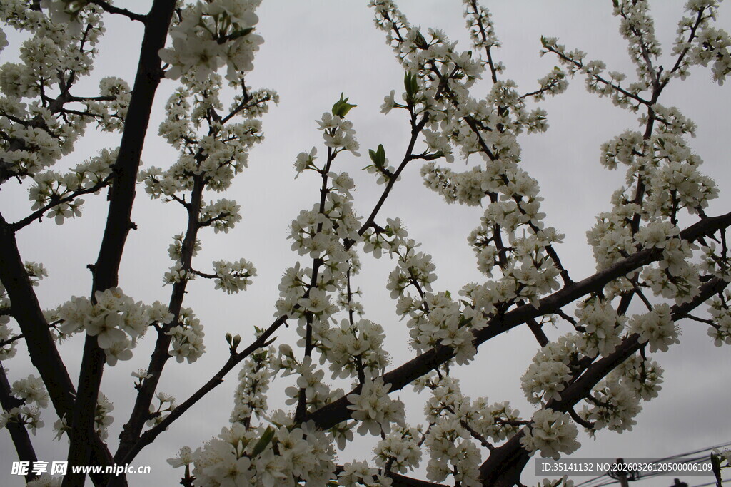 李花