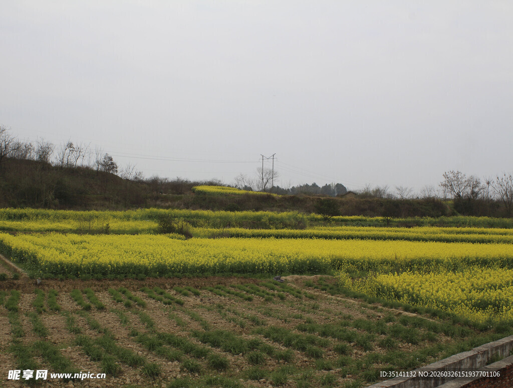 油菜花田 