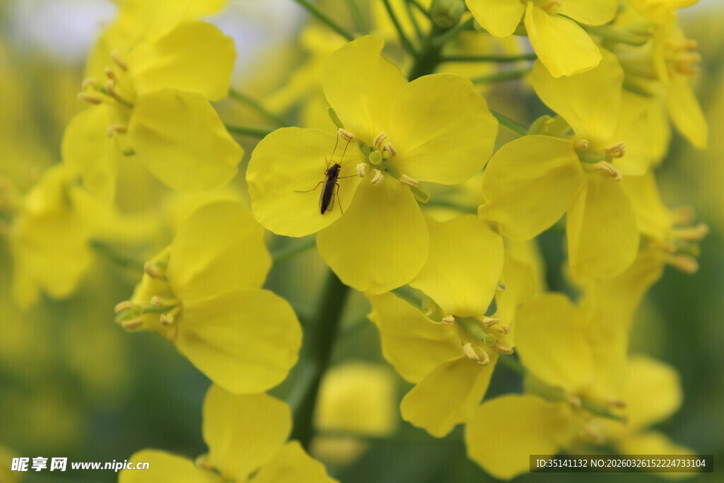 油菜花特写