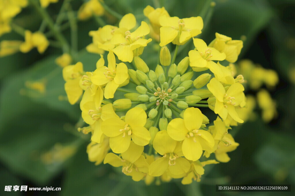 油菜花