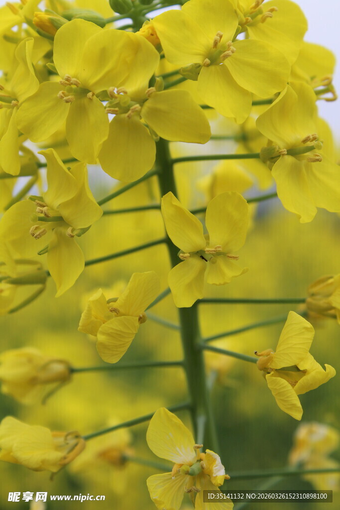 油菜花特写
