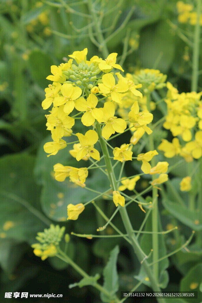 油菜花