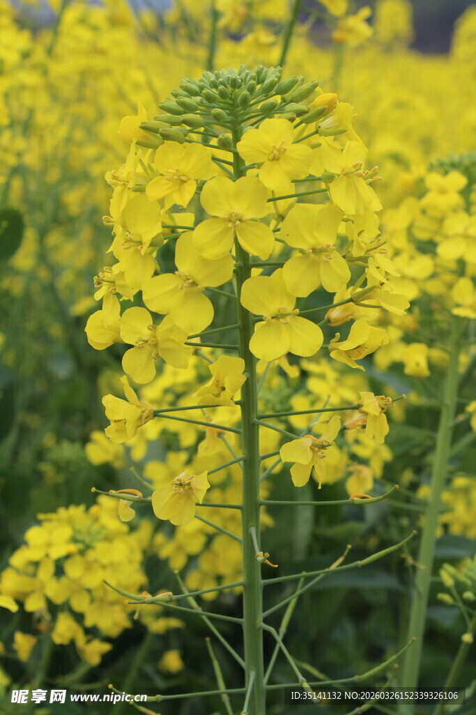 油菜花