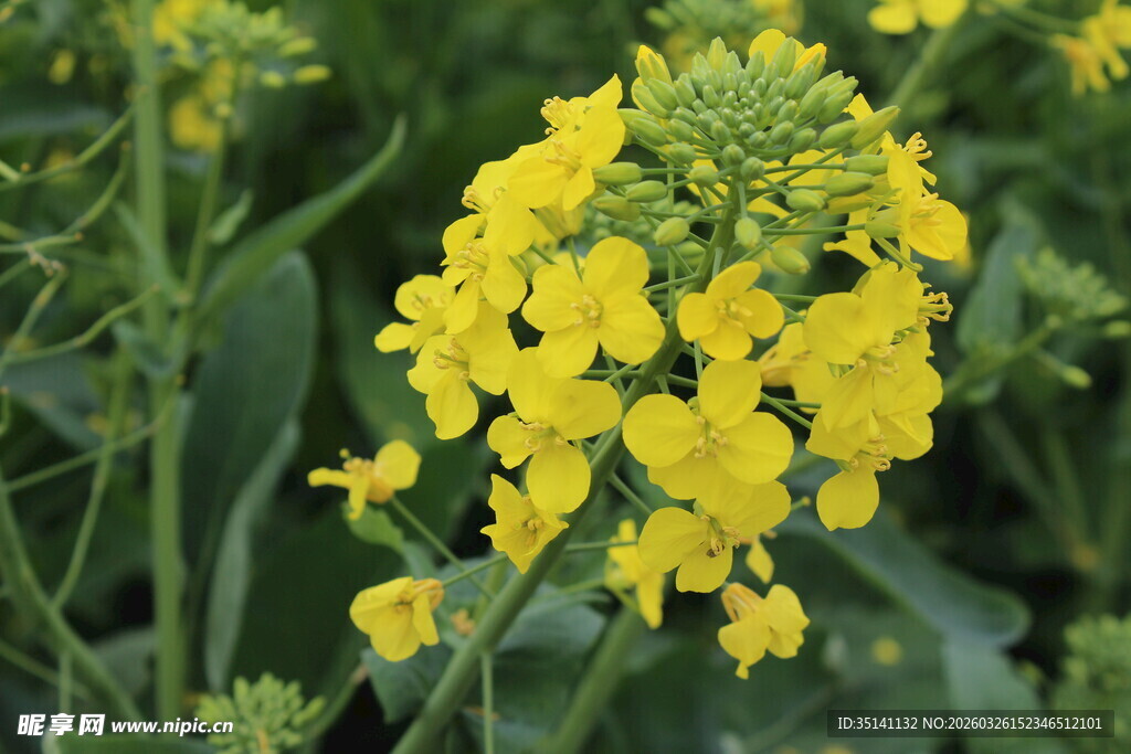 油菜花