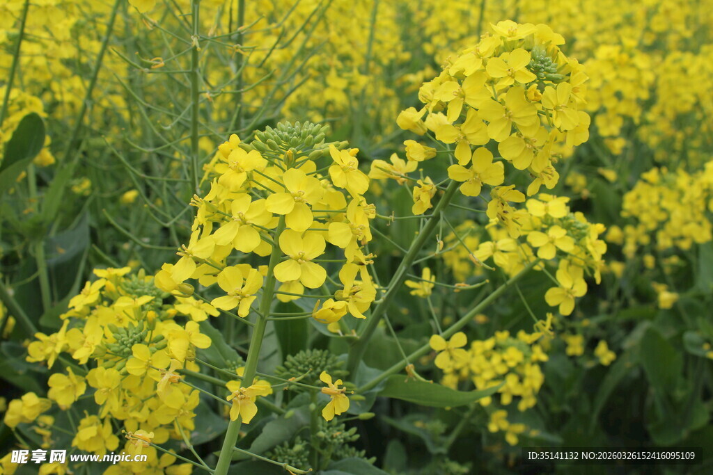 油菜花
