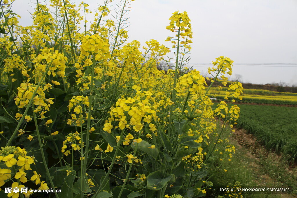 油菜花田