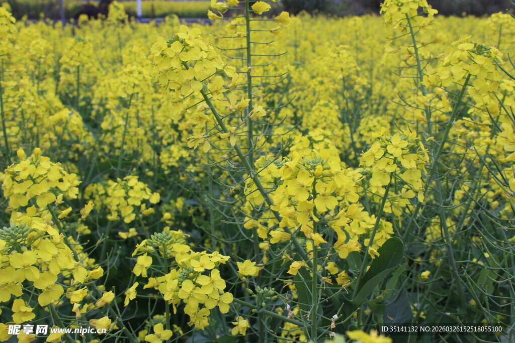 油菜花田