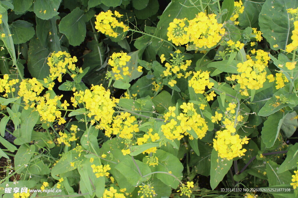 油菜花