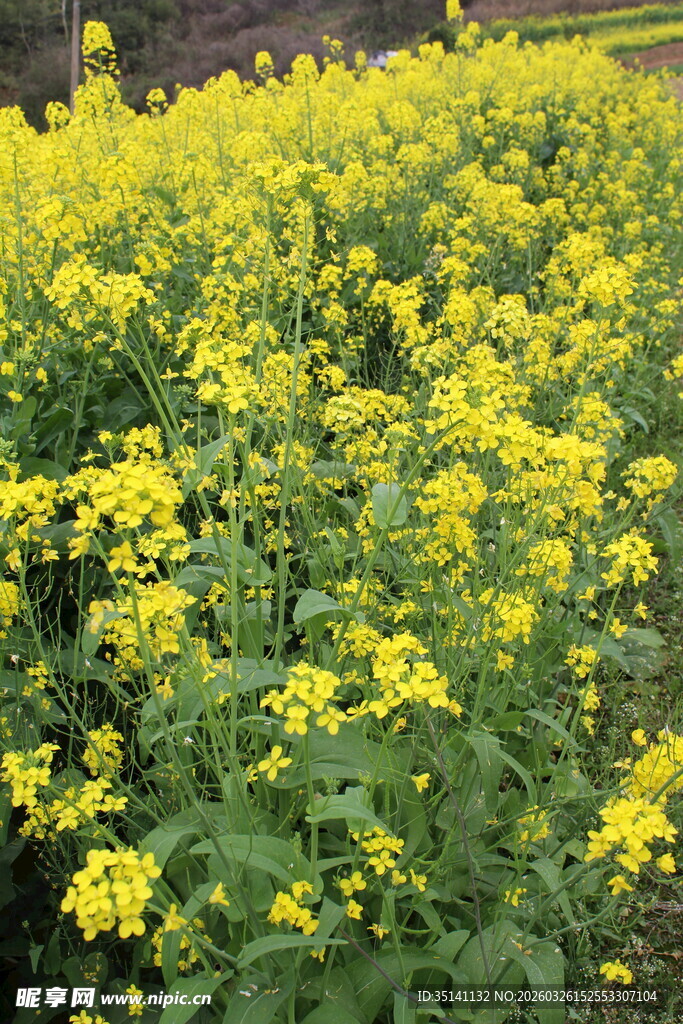 油菜花田